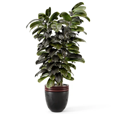 Indoor Plants in rusty Concrete Pot - Set 881 — Вид 3
