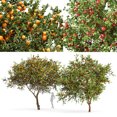 fruit trees Orange and apple — Вид 1