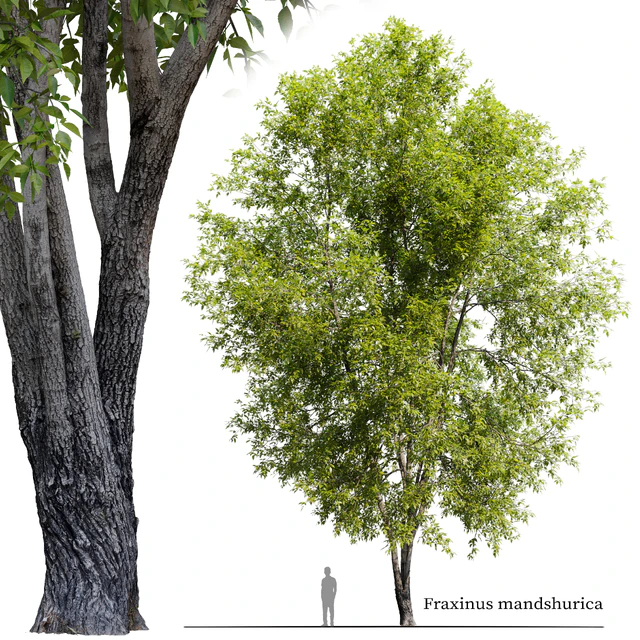Fraxinus mandshurica 2 — Descargar
