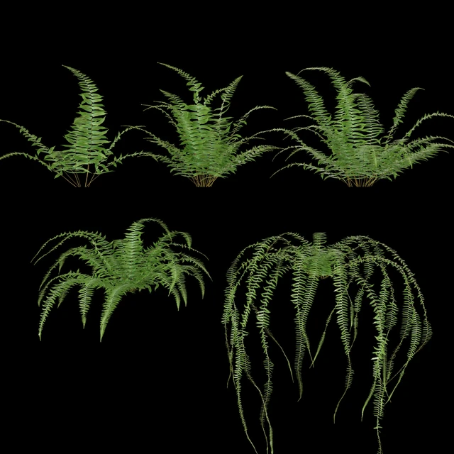 Nephrolepis cordifolia | Plant set # 10 — Descargar