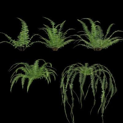 Nephrolepis cordifolia | Plant set # 10 — Ver 3