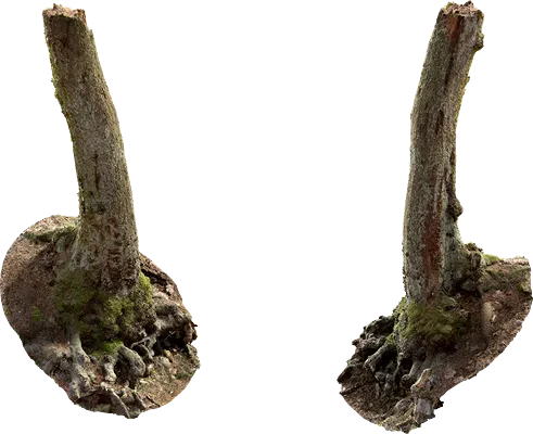 hillside tree stump 001 — Скачать