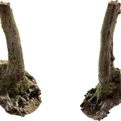 hillside tree stump 001 — Скачать
