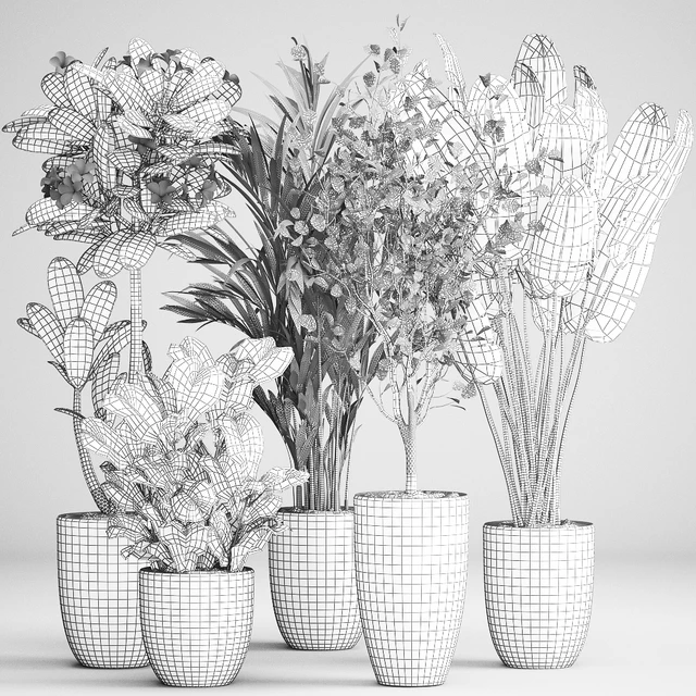 Collection of plants in black pots Strelitzia, tree, ficus, Plumeria, banana palm. Set 984. — Descargar