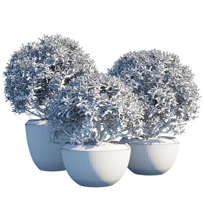 Plant in pots — Вид 2