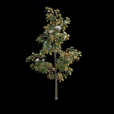 Magnolia grandiflora — Ver 3