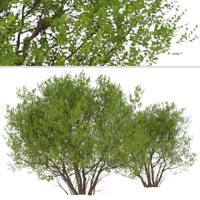 Set of Common Hazel Trees (Corylus avellana) (2 Trees) — Вид 3