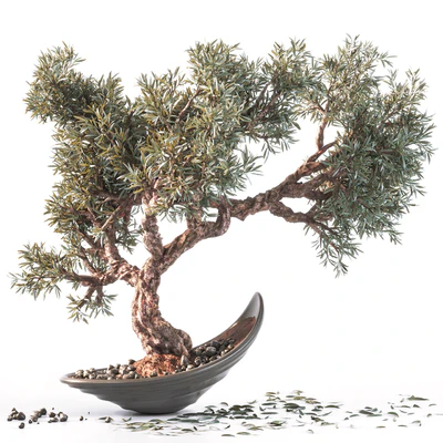 Household olive plant — Вид 1