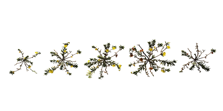 beach evening primrose 001 — Descargar
