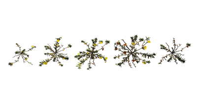 beach evening primrose 001 — Descargar