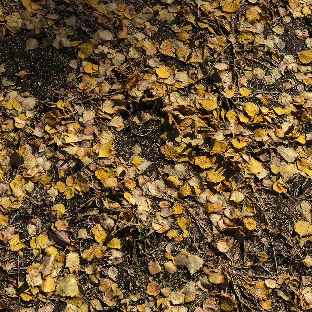 Foliage Autumn — Descargar
