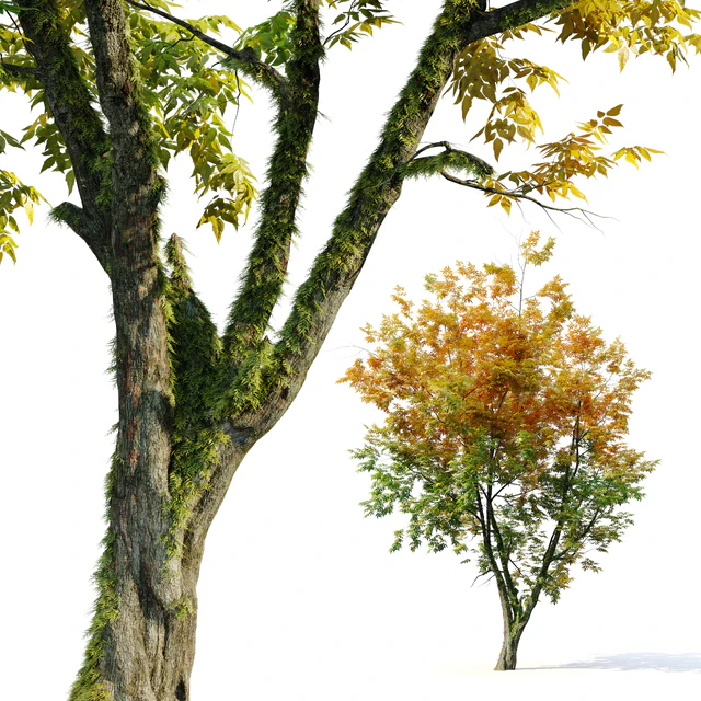 Autumn fraxinus pennsylvanica — Скачать