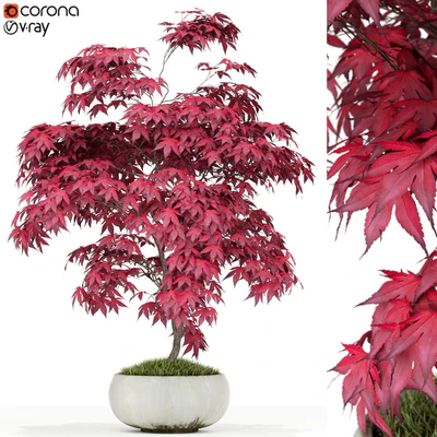 Plants collection 165 — Вид 1