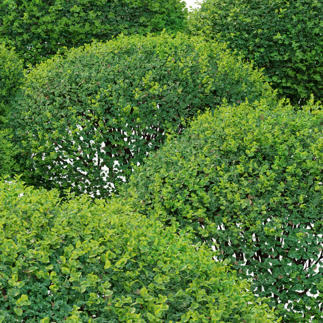 Boxwood 02 — Download