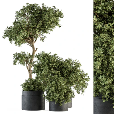 Outdoor Plant Set 373 - Plant Set in Concrete Pot — Вид 1