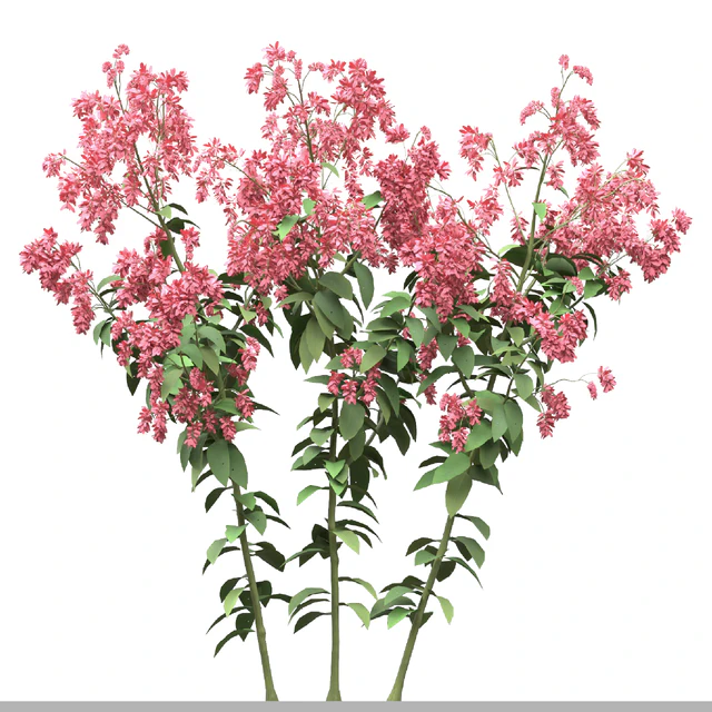 Set of Polygonum Orientale Plant ( Princes Feather ) ( 3 Plants ) — Descargar