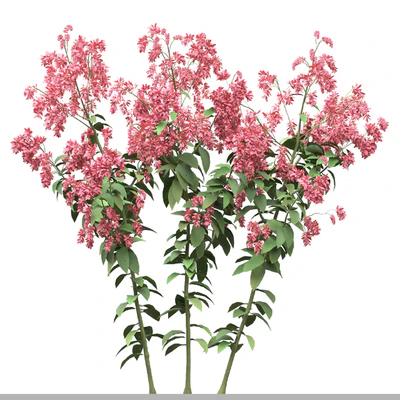 Set of Polygonum Orientale Plant ( Princes Feather ) ( 3 Plants ) — Ver 3