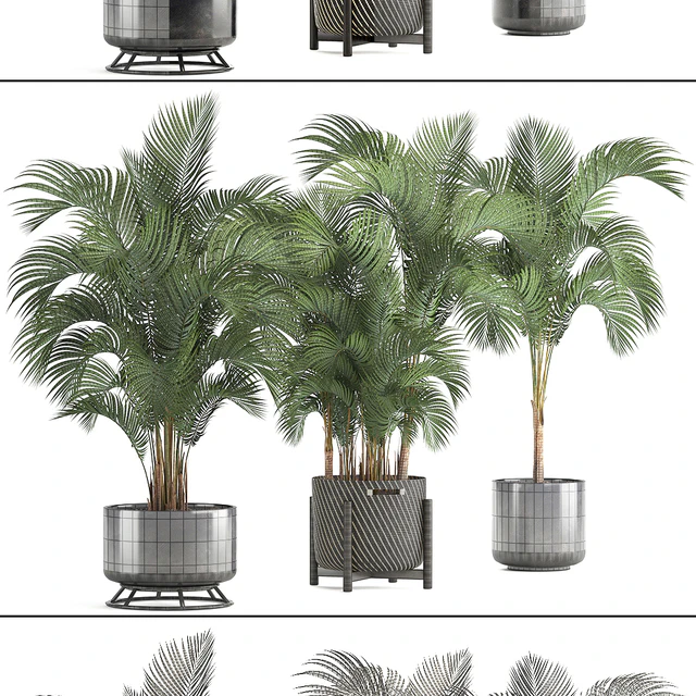 Collection of plants Howea forsteriana 217. Indoor palm, hovea, basket, black flowerpot, bushes, pot — Descargar