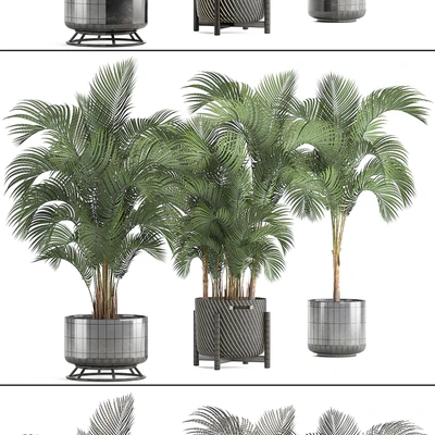 Collection of plants Howea forsteriana 217. Indoor palm, hovea, basket, black flowerpot, bushes, pot — Ver 2
