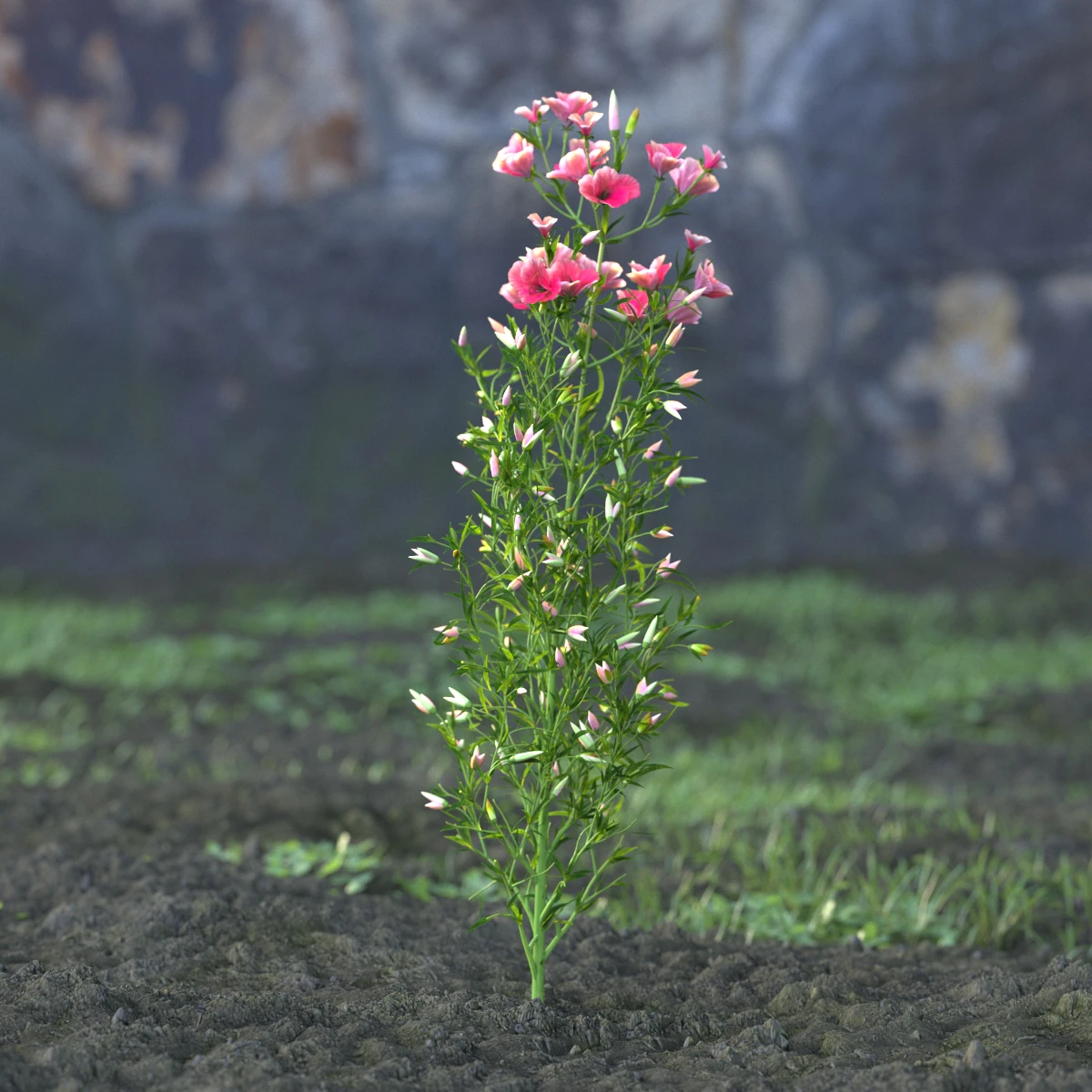 garden flowers 050 — Скачать