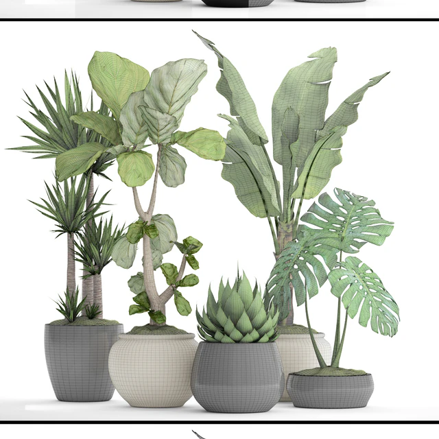 A collection of plants in pots. 45. Banana palm, Lyre ficus, Agave, Yucca, Monstera, ornamental plants, flowerpot, pot, flower — Descargar