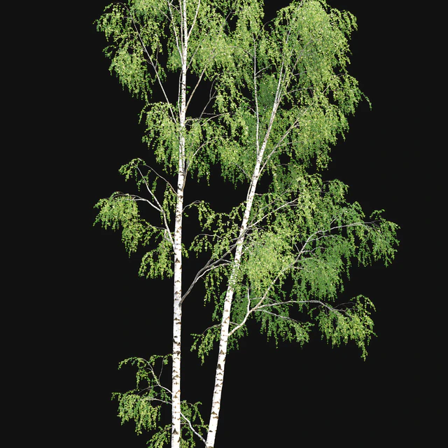 Birch forest part 9 — Descargar