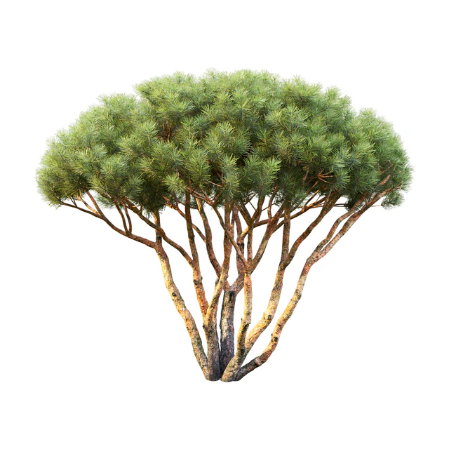 Pine — Скачать