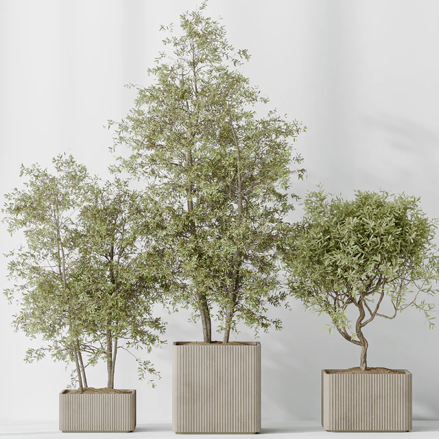 Indoor plants set 73 Mission Kalamata Leccino Arbequina Wilsonii Chemlali Olive — Скачать