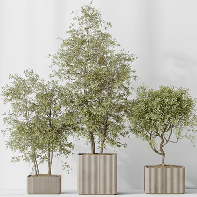 Indoor plants set 73 Mission Kalamata Leccino Arbequina Wilsonii Chemlali Olive — Вид 3