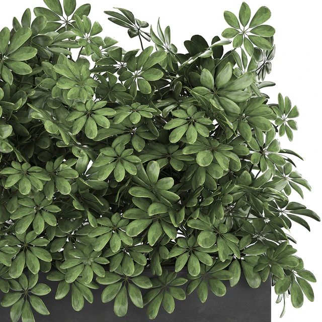 A beautiful lush shrub of an ornamental plant in a black Scheffler pot. Set 767. — Descargar