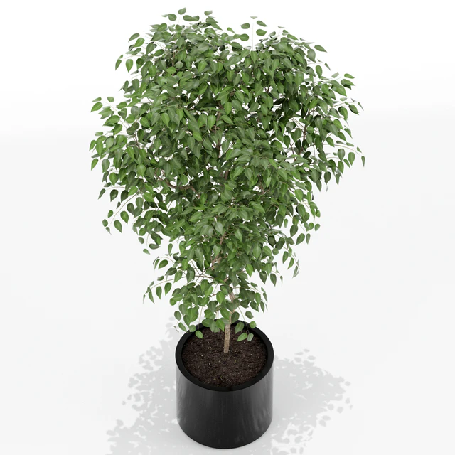 Plants collection 152 — Descargar