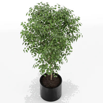 Plants collection 152 — Ver 2