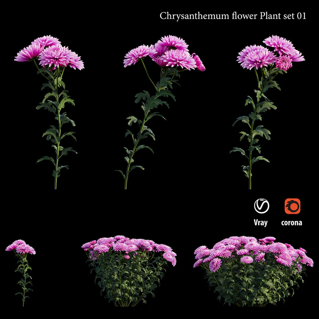 Chrysanthemum flower plant set 01 — Descargar