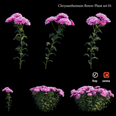 Chrysanthemum flower plant set 01 — Ver 4