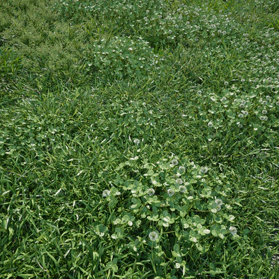 Lawn - bluegrass with clover — Ver 2