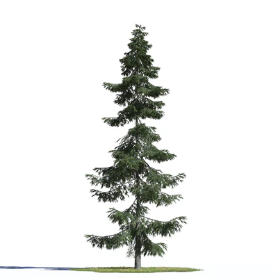 coniferous trees 003 — Скачать