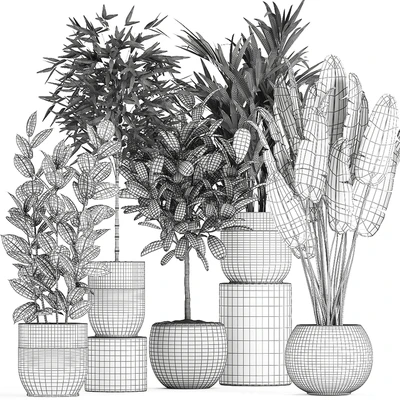 Collection of exotic plants in black pots with Bamboo bush, ficus, palm, banana, Plumeria. Set 715. — Ver 2