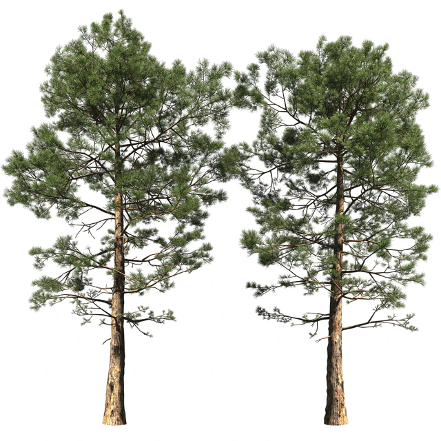 Сосна | Pinus #002 (16.5m) — Скачать