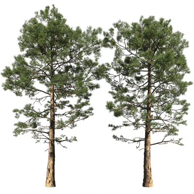Сосна | Pinus #002 (16.5m) — Вид 1