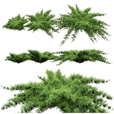 Juniper — Вид 1