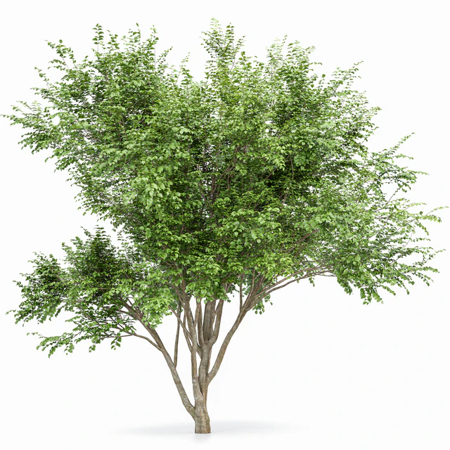 European Beech 2 Trees — Descargar