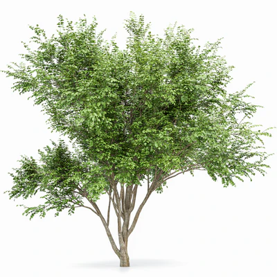European Beech 2 Trees — Ver 2