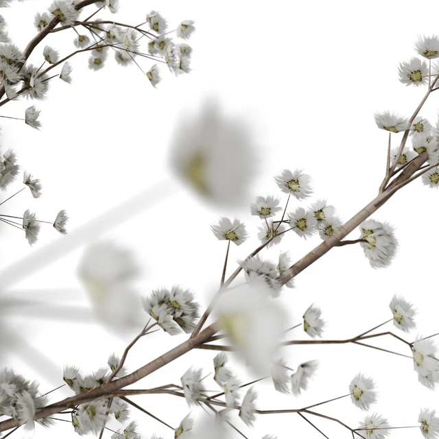 bouquet 09 — Descargar