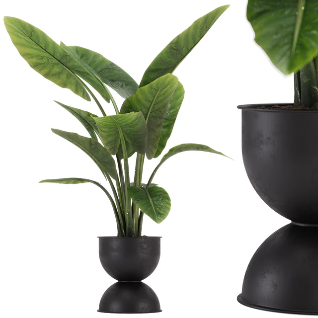 indoor plant set 36 — Descargar
