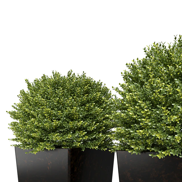 Buxus sempervirens in modern planters — Descargar