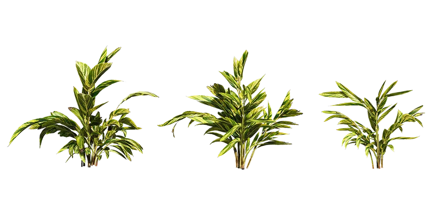 shell ginger 001 — Descargar