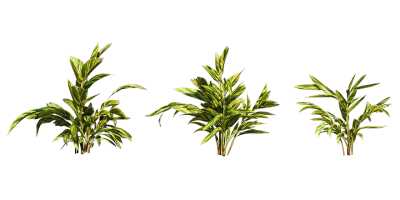 shell ginger 001 — Descargar