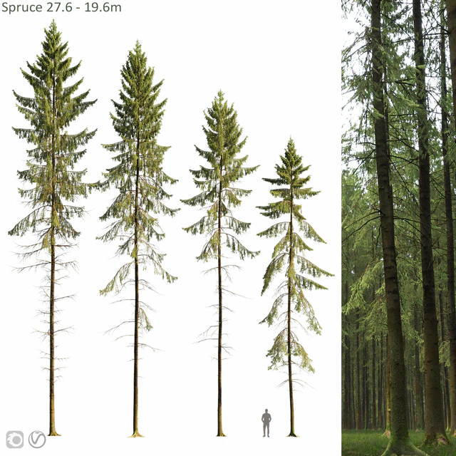 Spruce — Скачать