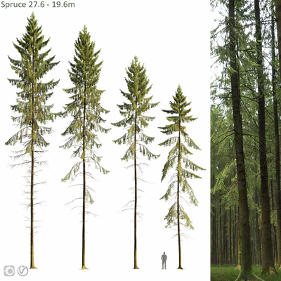 Spruce — Вид 1