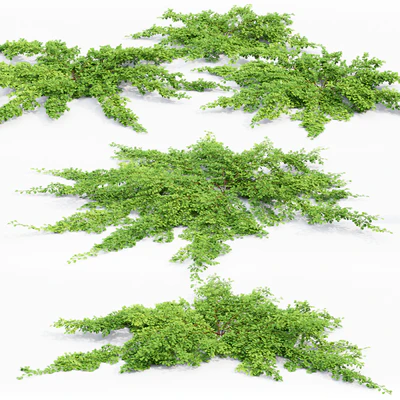 Cotoneaster Dammeri # 2 — Ver 2